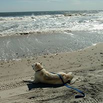 Onslow Beach Image from Facebook Page